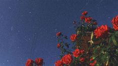 red roses are growing on the side of a building with a blue sky in the background