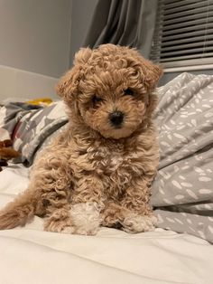 a small brown dog sitting on top of a bed