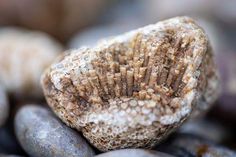 a close up view of some rocks and stones with dirt on them, including one rock