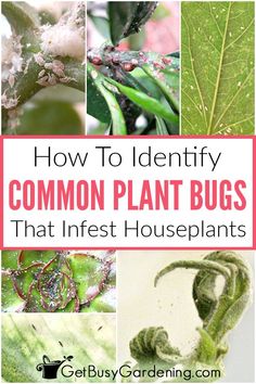 how to identify common plant bugs that infest houseplants