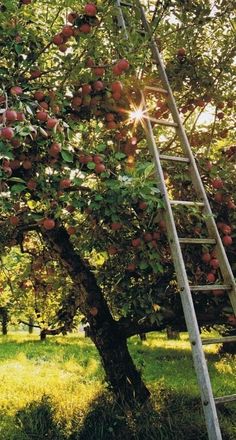 an apple tree with ladders to pick the apples from it's fruit trees