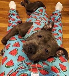 a brown dog laying on top of a blue watermelon print shirt and leggings