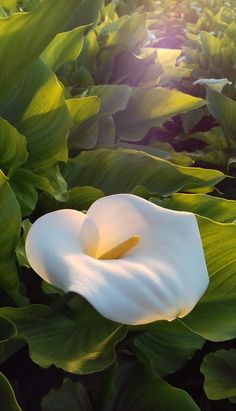 a large white flower sitting in the middle of some green leaves on a sunny day