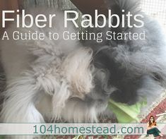 a fluffy dog eating something out of its mouth with the caption fiber rabbits a guide to getting started