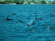 a group of dolphins swimming in the ocean near a shore with houses and trees in the background