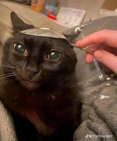 a black cat wearing a cone on it's head while being petted by someone