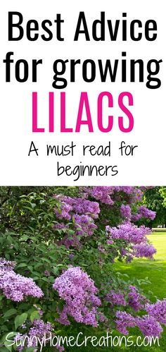 lilacs growing in the garden with text overlay that reads best advice for growing lilacs