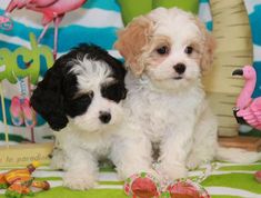 two puppies sitting next to each other on a blanket with flamingos in the background