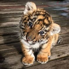 a small tiger cub sitting on top of a wooden floor