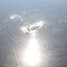 a swan is swimming in the water at sunset