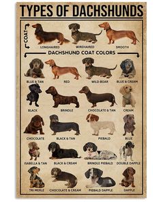 a poster with different types of dachshund dogs