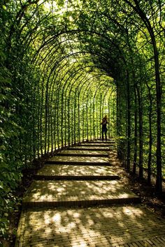 a person standing in the middle of a walkway surrounded by trees and leaves on both sides