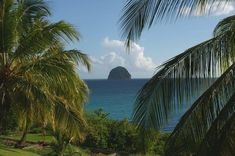 palm trees and the ocean on a sunny day