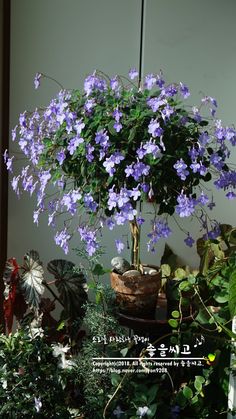 a potted plant with purple flowers in it