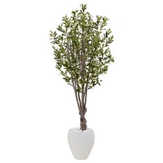 an olive tree in a white vase on a white background