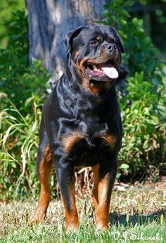 a large black and brown dog standing in the grass