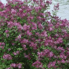 purple flowers are blooming near the water