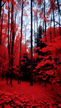 red trees are in the middle of a forest