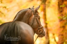 a brown horse standing next to a forest filled with green and yellow trees in the fall