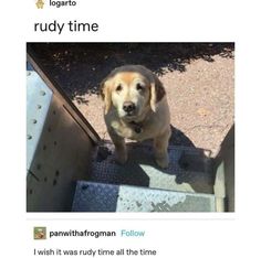 a dog standing on top of a metal step next to a ramp with the caption rudey time