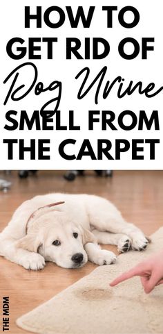 how to get rid of dog mine smell from the carpet