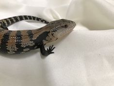 a close up of a lizard on a white cloth