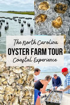 the north carolina oyster farm tour