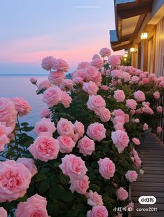 many pink roses line the side of a building near the water at sunset or dawn