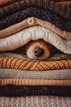 a dog is peeking out from under some blankets and sweaters that are stacked on top of each other