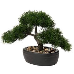 a small pine tree in a black pot