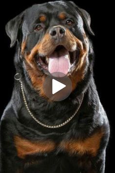 a large black and brown dog with its tongue out in front of a black background