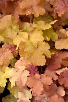 some very pretty colorful plants with yellow and red leaves