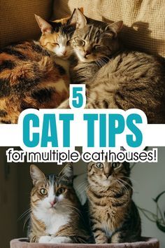 five cat tips for multiple cat houses with pictures of cats sitting in the same chair