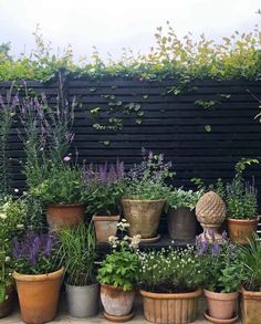 many potted plants in front of a black fence with purple flowers and greenery