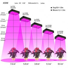 a diagram showing the different types of plants