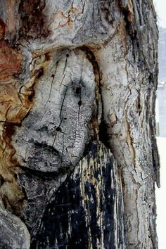 the face is carved into the bark of a tree