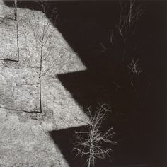 two bare trees are standing in the shadow of a building on a sunny day with no leaves