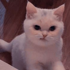 a white cat sitting on top of a wooden floor