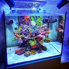 an aquarium filled with lots of different types of corals