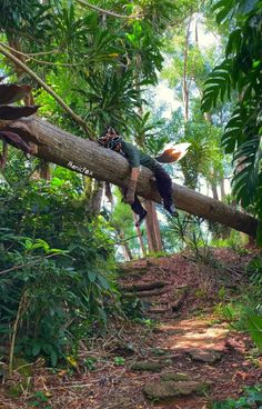 a man laying on top of a fallen tree in the forest next to a trail