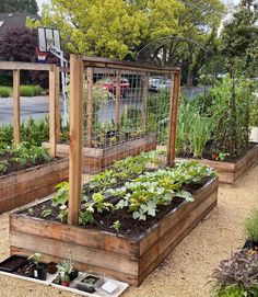 several raised garden beds with plants growing in them