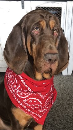 a brown dog wearing a red bandana sitting on top of a carpeted floor