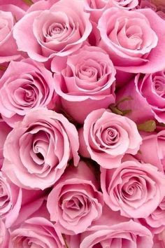 a bunch of pink roses that are very pretty