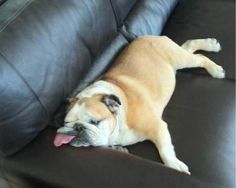 a brown and white dog laying on top of a black leather couch with its tongue hanging out