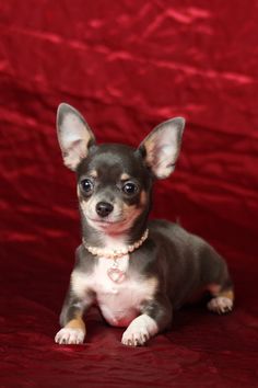 a small dog sitting on top of a red blanket