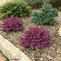 purple flowers are in the middle of some rocks and mulchy grass on the ground