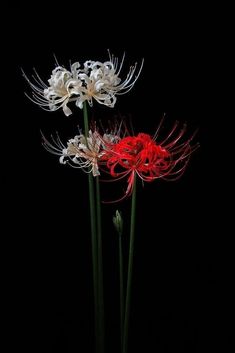 three white and red flowers in a vase on a black background, with the stems still attached