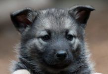 a black and gray dog laying on top of a wooden floor