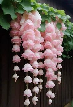 pink and white flowers hanging from the side of a wooden building with green leaves on it