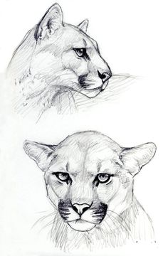 two pencil drawings of mountain lions